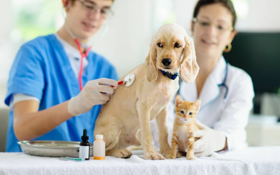 Vet examining dog and cat. Puppy and kitten at veterinarian doctor. Animal clinic. Pet check up and vaccination. Health care for dogs and cats.