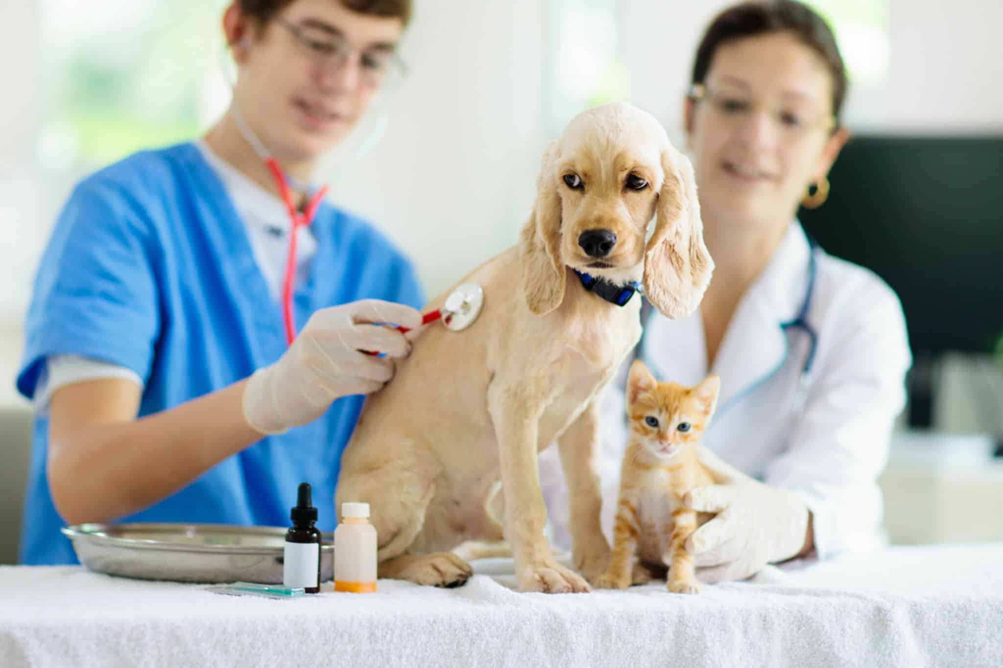 VetMed Expert Dog Grooming & Cat Desexing for Pet Care.