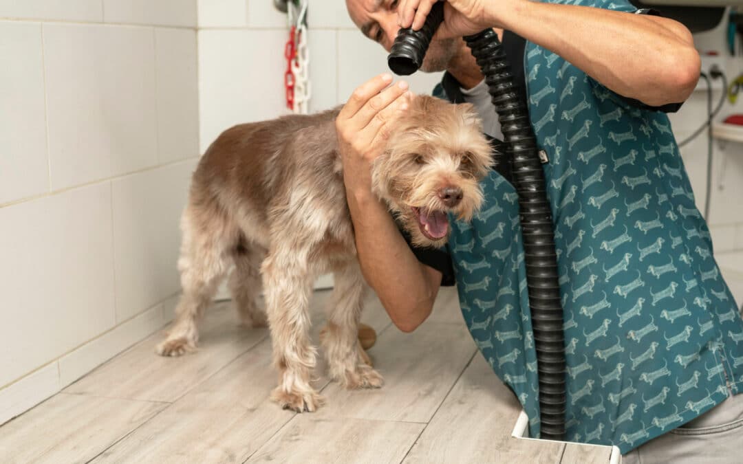 Pet Groomer Drying Hair of a Dog in Pet Salon