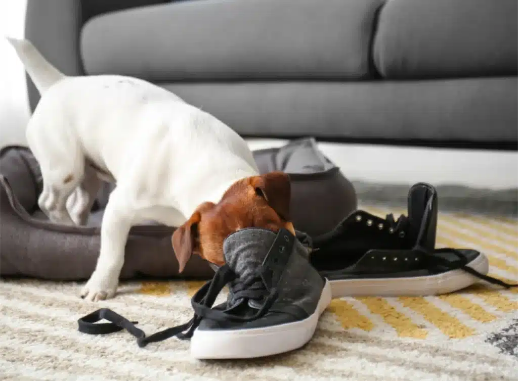 Dog chewing shoe - Dealing with Common Pet Behaviour Issues