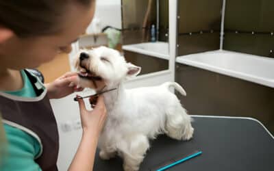 Finding the Perfect Fit: Your North Shore Dog’s One-Stop Wellness Haven