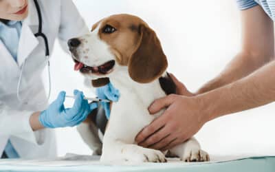 Protecting Furry Friends: Desexing Services at VetMed North Shore