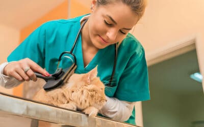 Cat Wellness Solutions: Desexing by VetMed, Eastern Suburbs
