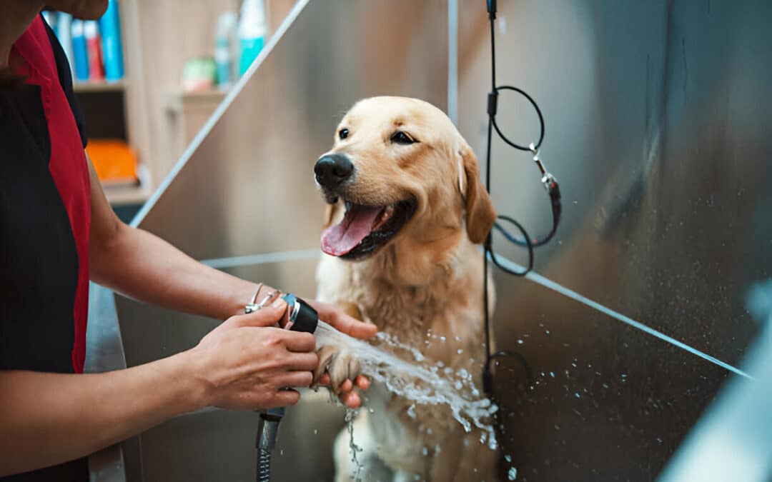 The Ultimate Guide to Pet Care Services in the Eastern Suburbs: Dog Grooming, Cat Boarding, and More!