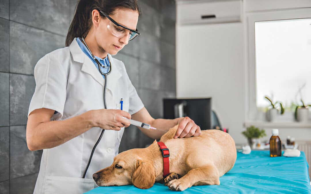 Your Trusted Partner in Pet Wellness: Vetmed Veterinary Services in Northbridge