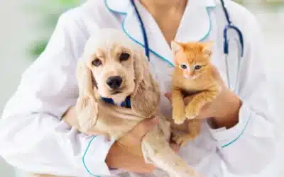 The Crucial Role of Pet Vaccinations