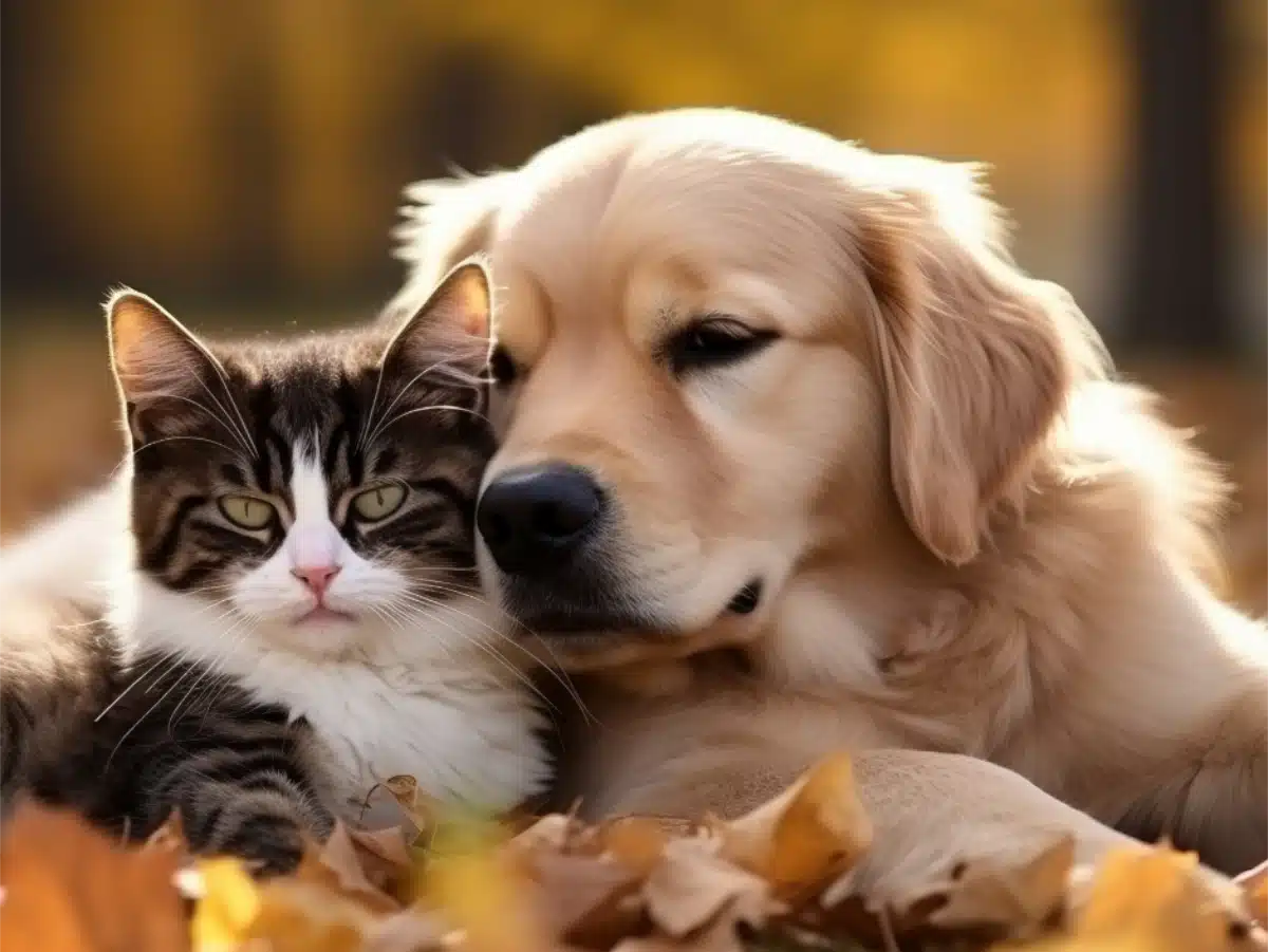 The Benefits of Desexing your Pet Vetmed