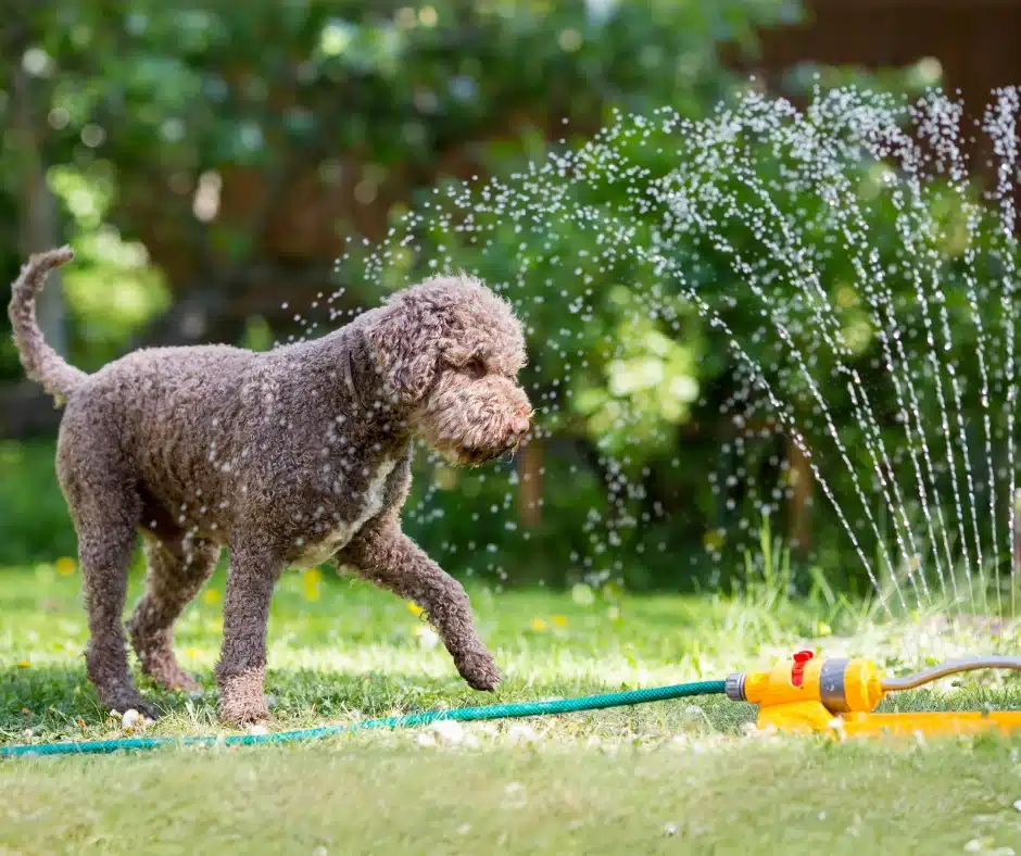 Preparing Your Pet for Warmer Weather-dog playing with sprinkler Preparing Your Pet for Warmer Weather-dog playing with sprinkler