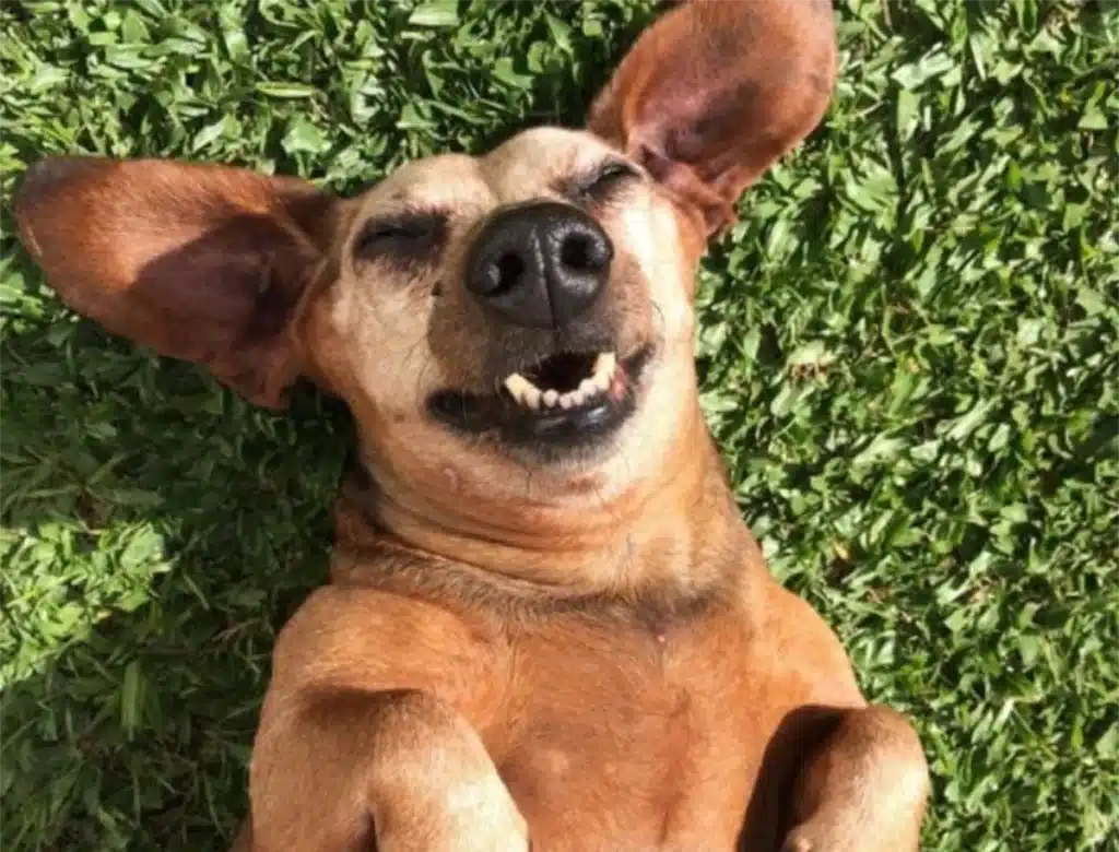 Dog smile-Advanced Dentistry and Custom Care for Your Pet’s Smile Dog smile-Advanced Dentistry and Custom Care for Your Pet’s Smile
