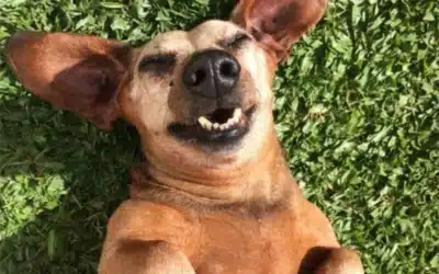 Advanced Dentistry and Custom Care for Your Pet’s Smile
