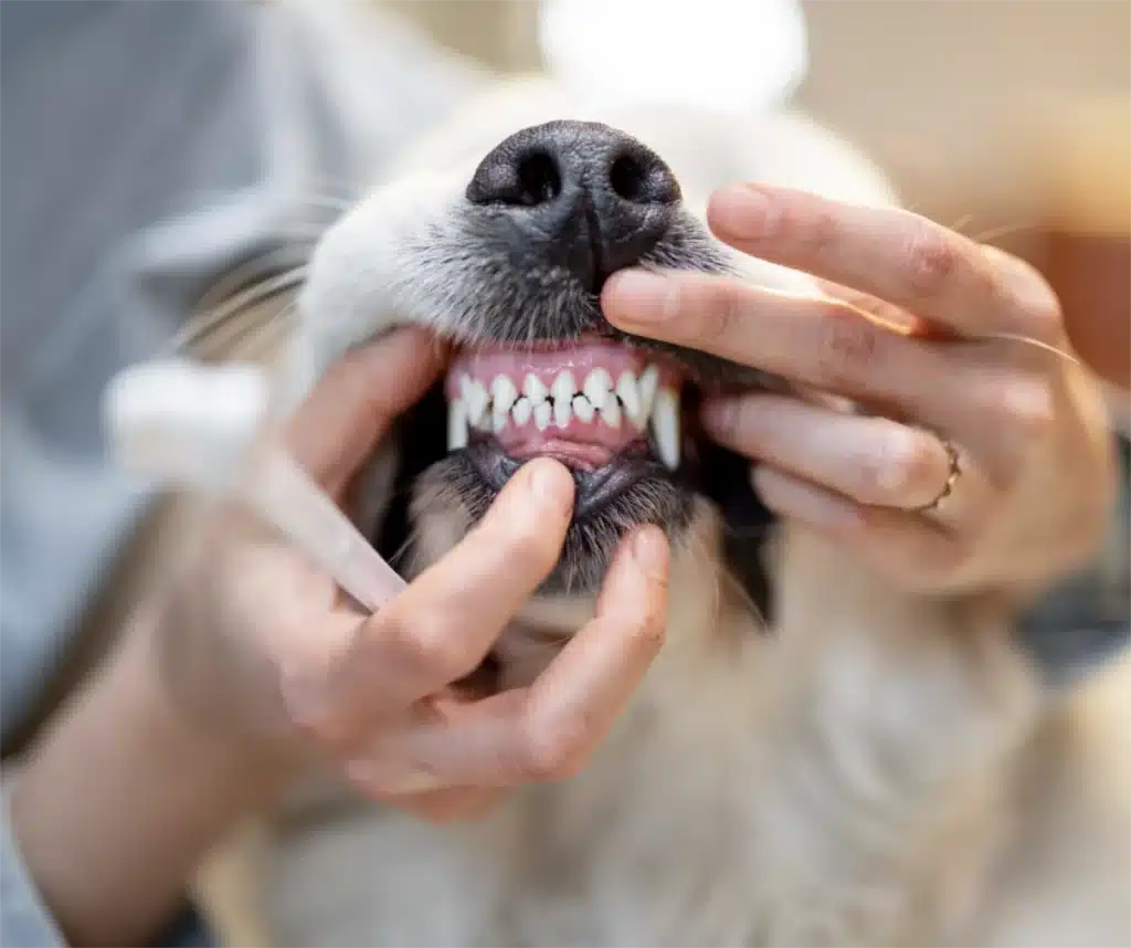 Dogs teeth-Why Anaesthesia Matters_ The Key to Safe and Stress-Free Dental Care for Your Pet Dogs teeth-Why Anaesthesia Matters_ The Key to Safe and Stress-Free Dental Care for Your Pet