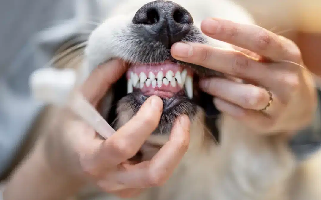 Why Anaesthesia Is Key to Your Pet’s Safe Dental Surgery