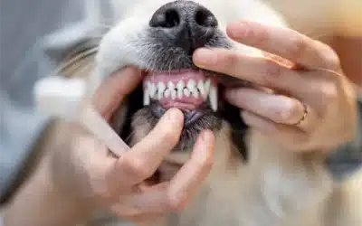 Why Anaesthesia Is Key to Your Pet’s Safe Dental Surgery