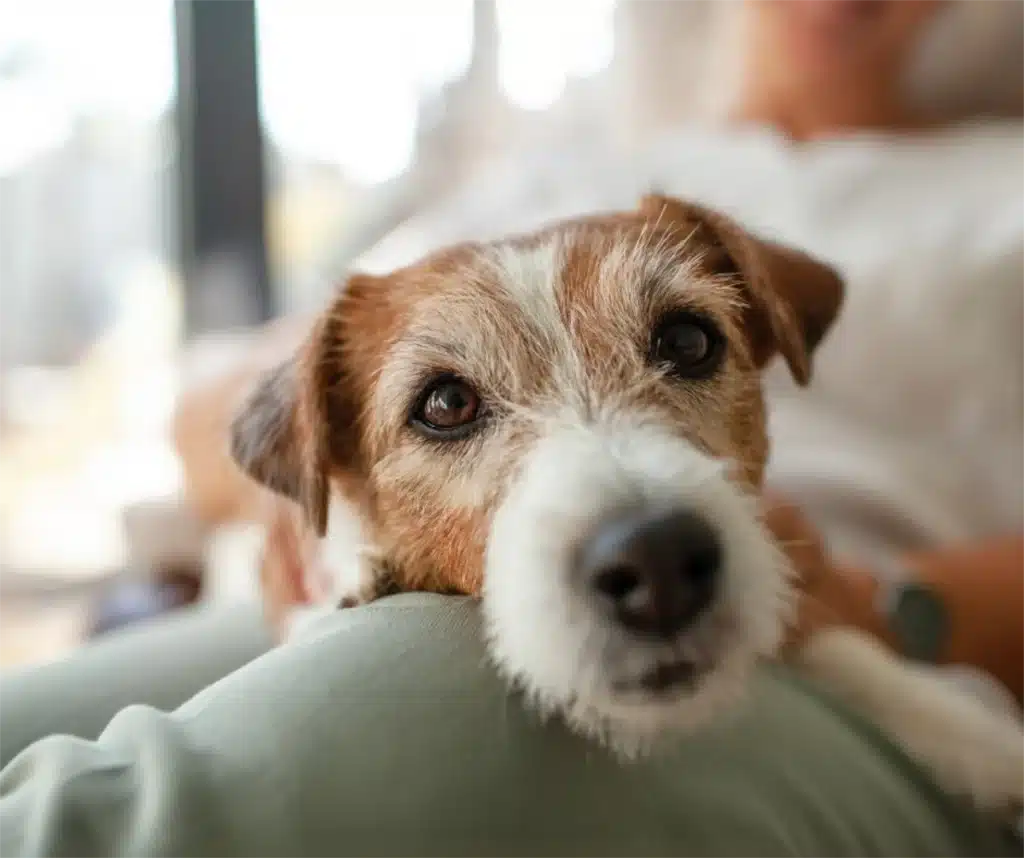 Cute dog-Nutrition and Comorbidity_ Tailoring Diets for Senior Pets with Multiple Health Issues Cute dog-Nutrition and Comorbidity_ Tailoring Diets for Senior Pets with Multiple Health Issues
