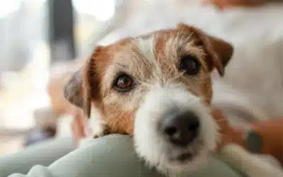 Nutrition and Comorbidity: Tailoring Diets for Senior Pets with Multiple Health Issues