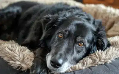 Keeping Your Senior Pet Mobile and Warm this Winter
