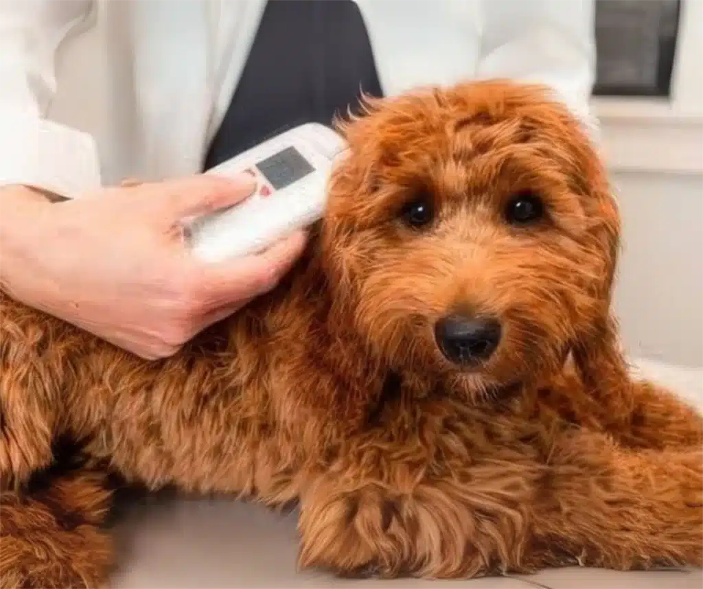 Puppys microchip reading-Everything You Need to Know About Microchipping Your Pet Puppys microchip reading-Everything You Need to Know About Microchipping Your Pet