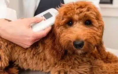 Everything You Need to Know About Microchipping Your Pet
