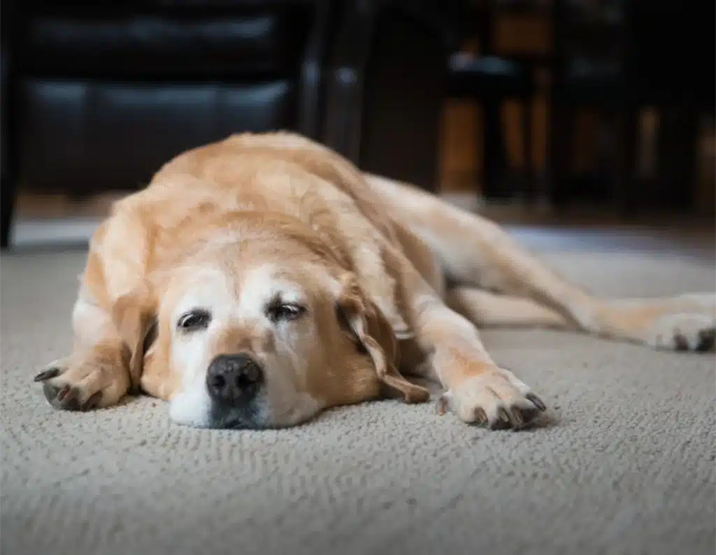Dog laying on carpet-Oncology for Pets_ Navigating Cancer Care for Lumps and Bumps Dog laying on carpet-Oncology for Pets_ Navigating Cancer Care for Lumps and Bumps