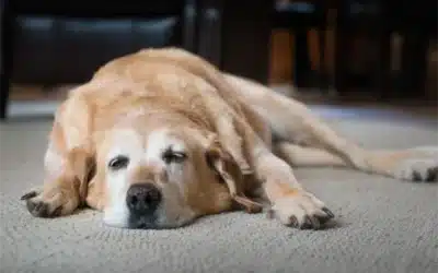 Oncology for Pets: Navigating Cancer Care