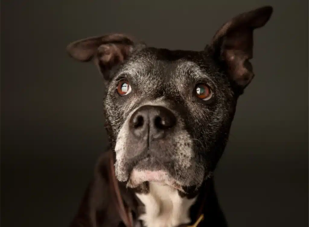 Old dog-Arthritis is not just getting old Old dog-Arthritis is not just getting old