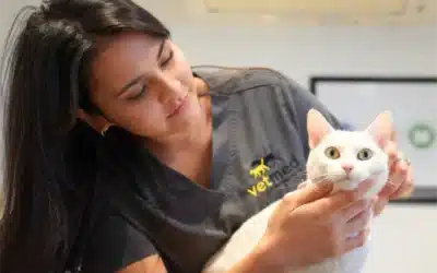 Why Regular Vet Check-Ups Matter at Every Life Stage
