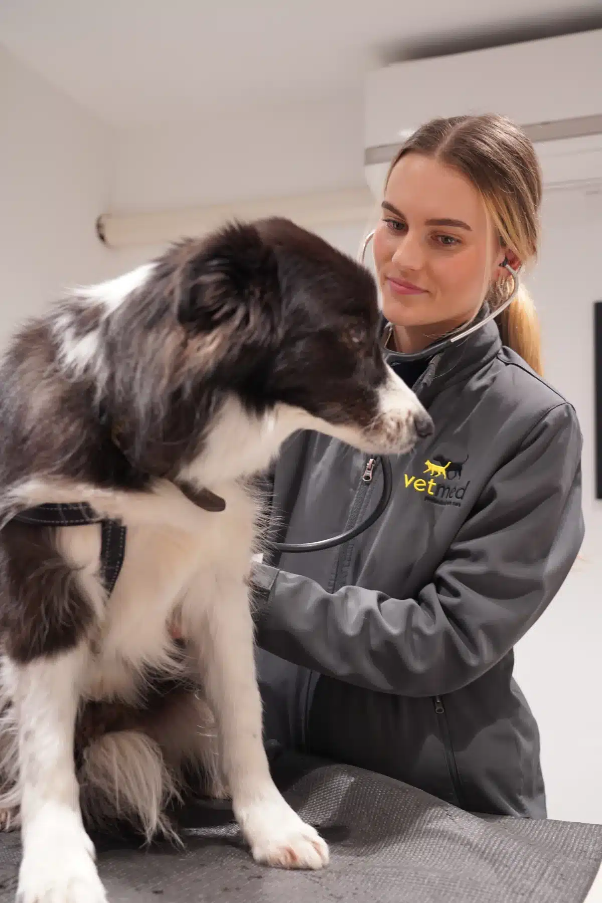 Vet with senior dog