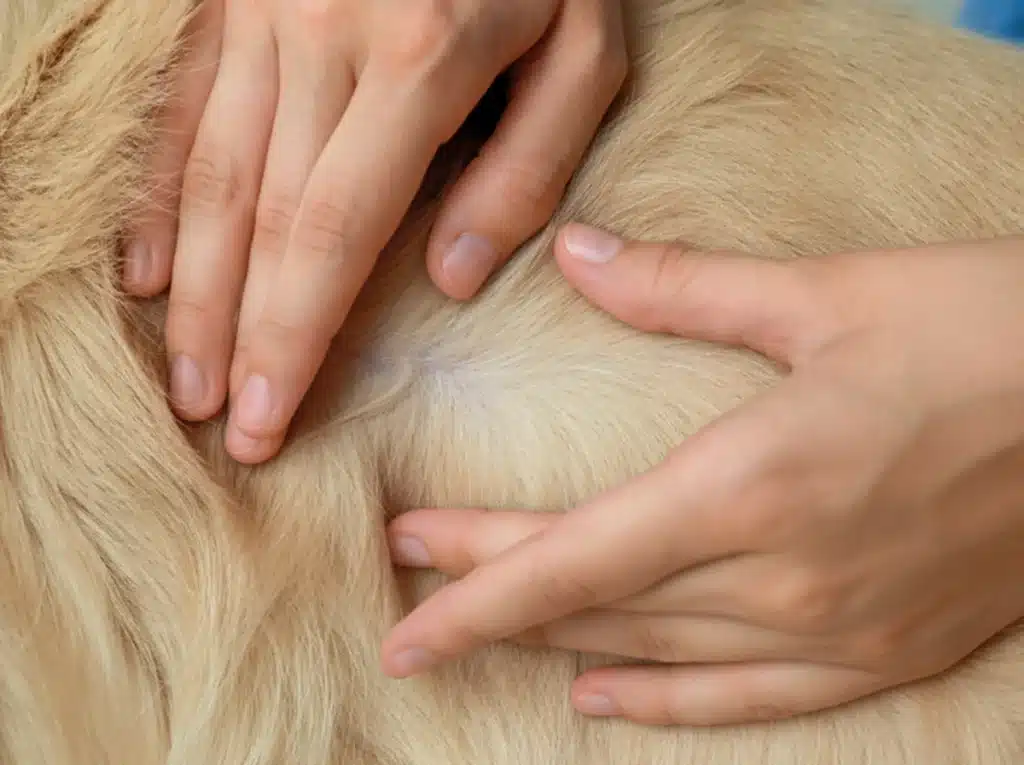 bumps and lumps bumps and lumps