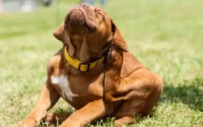 Understanding Ticks: A Simple Guide for Pet Owners