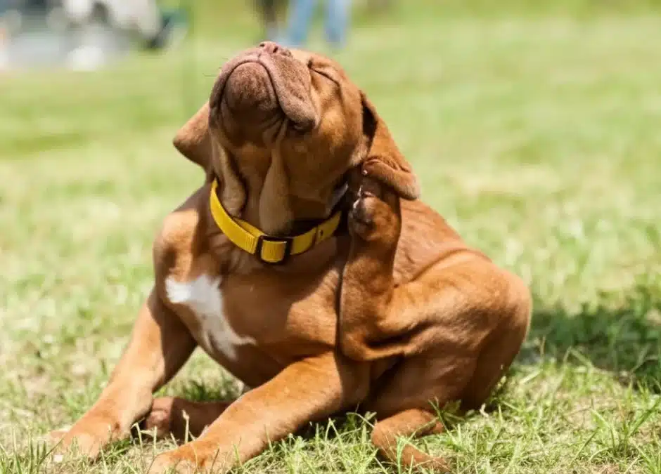 Understanding Ticks: A Simple Guide for Pet Owners