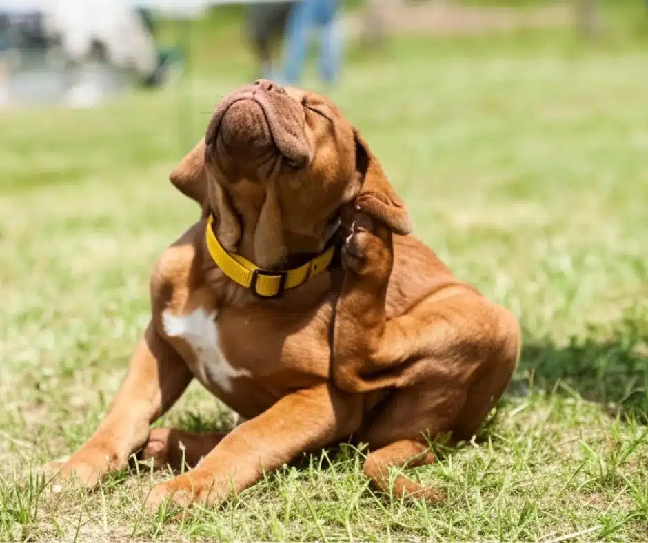 Dog scratching ear-Tick Season Alert