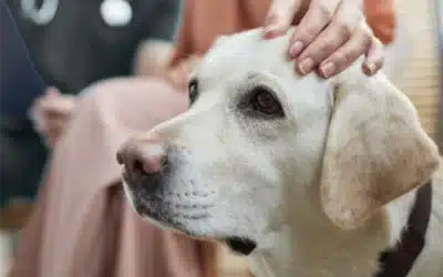 Peace of Mind for Senior Pets: Specialised Boarding at Vetmed