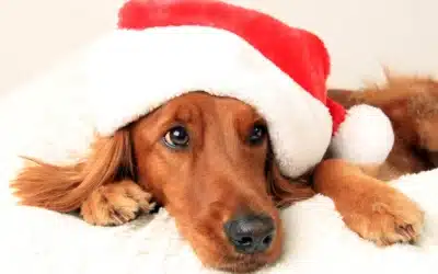 Keeping Your Pets Happy and Safe This Christmas