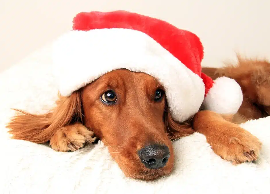 Keeping Your Pets Happy and Safe This Christmas