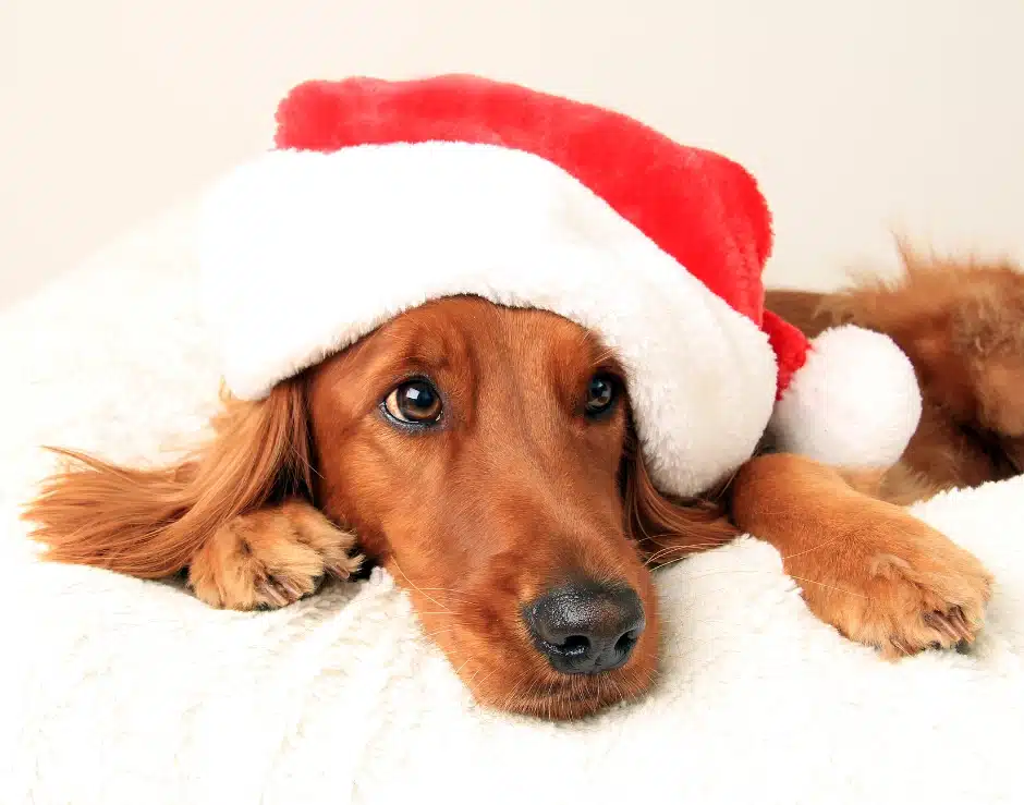 Cute dog-Safe & Happy Christmas for Your Pet
