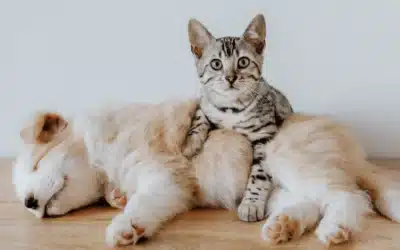 Five Reasons to Book Your Pet’s Desexing Appointment