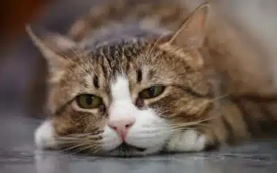 Top 5 Signs Your Pet Might Be in Pain (and What to Do About It)