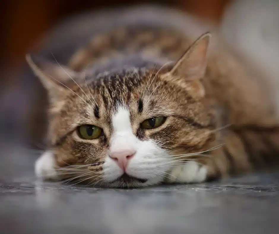 Feb_Top 5 Signs Your Pet Might Be in Pain (and What to Do About It) Top 5 Signs Your Pet Might Be in Pain (and What to Do About It)