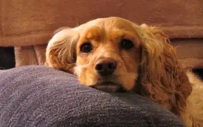 Common Signs of Anxiety in Dogs