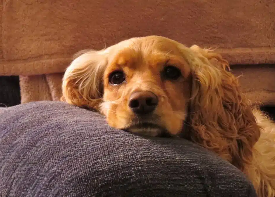 Common Signs of Anxiety in Dogs