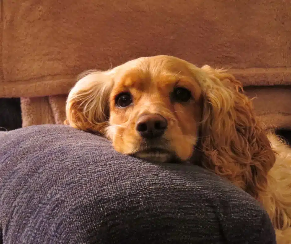 Jan_Common Signs of Anxiety in Dogs Common Signs of Anxiety in Dogs