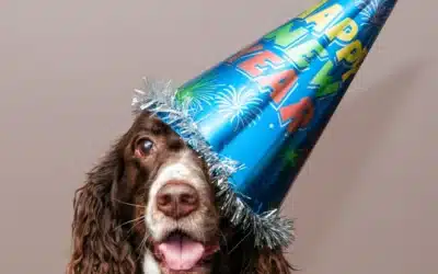 New Year, New Routine: Helping Your Pet Stay Fit and Healthy