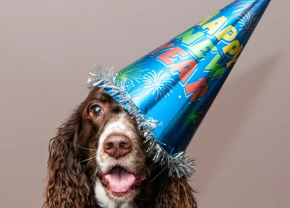 New Year, New Routine: Helping Your Pet Stay Fit and Healthy