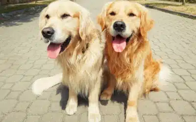 Summer Pet Safety: How to Keep Your Pet Healthy in the Heat