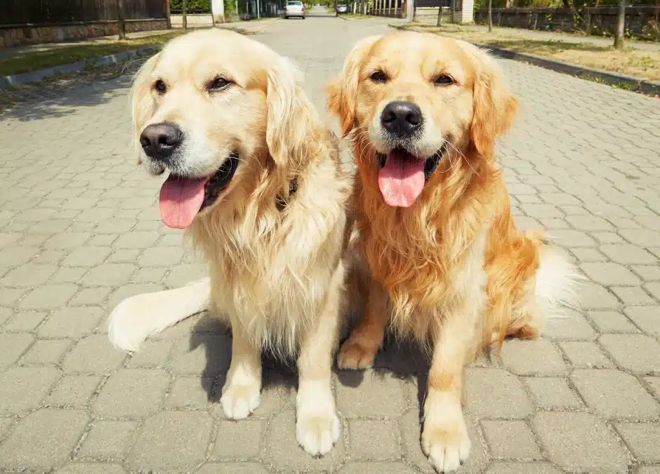 Summer Pet Safety: How to Keep Your Pet Healthy in the Heat