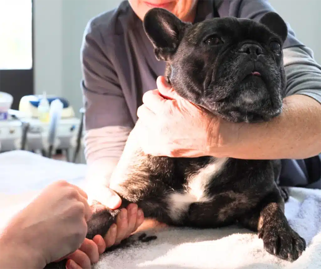 Blood Test for pets at Vetmed