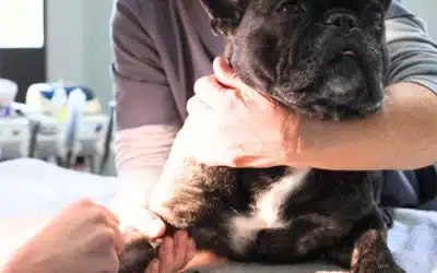 Why Every Pet Should Have a Comprehensive Blood Test