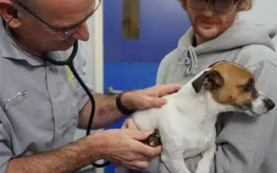 Your Dog’s Lifelong Health: A Complete Guide to Preventative Care by Life Stage