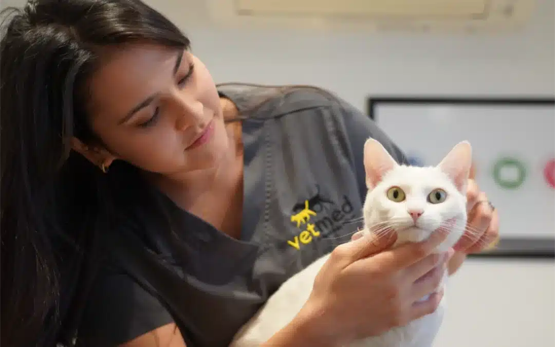 Your Cat’s Complete Health Journey: Preventative Care Through Every Life Stage