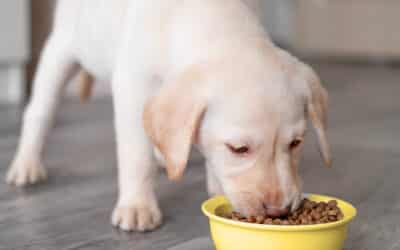 The Role of Nutrition in Preventative Pet Care